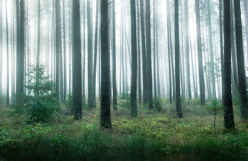 Papermoon Fototapete »Photo-Art CHRISTIAN LINDSTEN, SEE IM WALD« günstig online kaufen