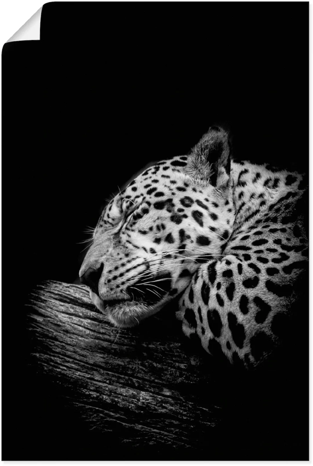 Artland Wandbild "Der schlafende Jaguar", Wildtiere, (1 St.), als Alubild, günstig online kaufen