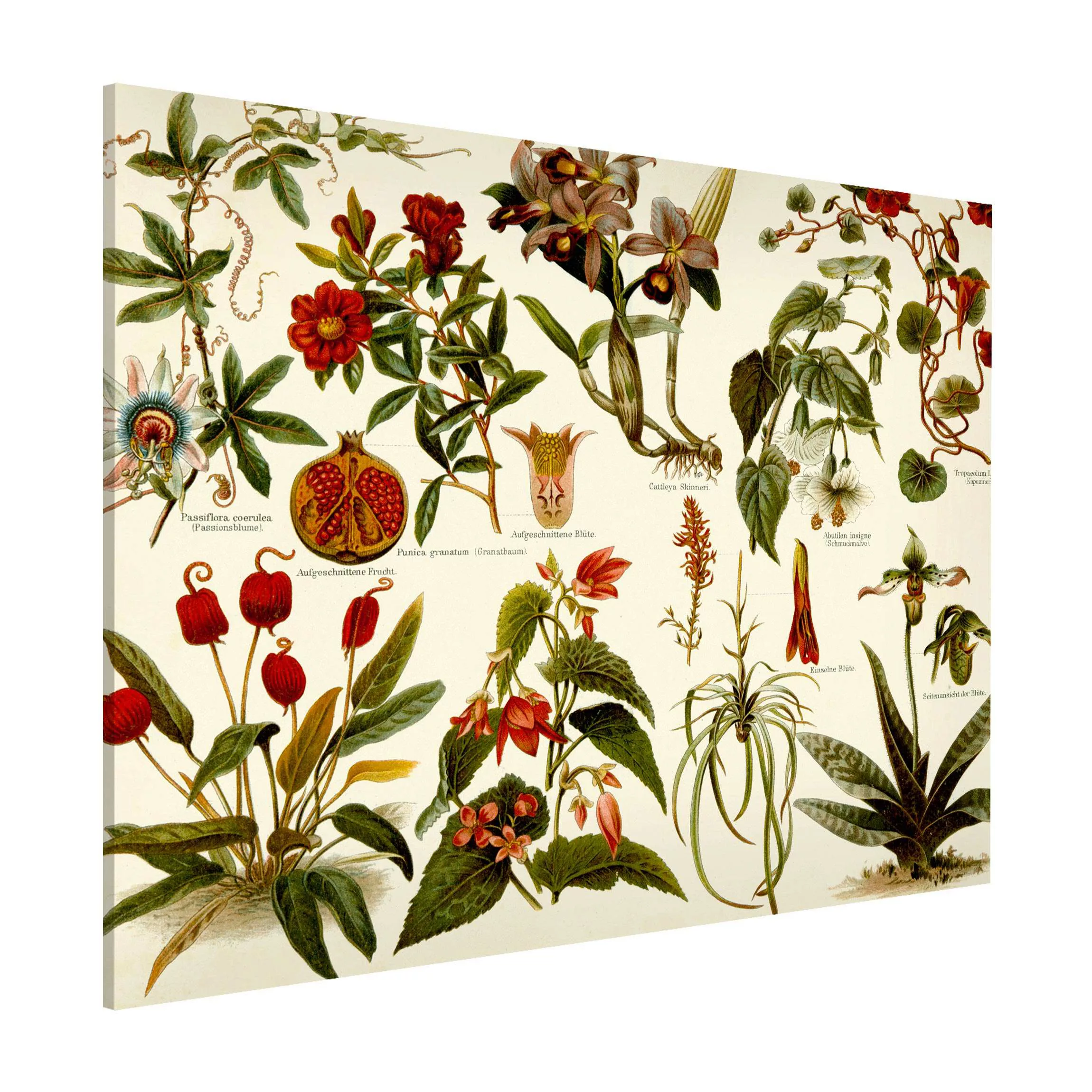 Magnettafel Blumen - Querformat 4:3 Vintage Lehrtafel Tropische Botanik II günstig online kaufen