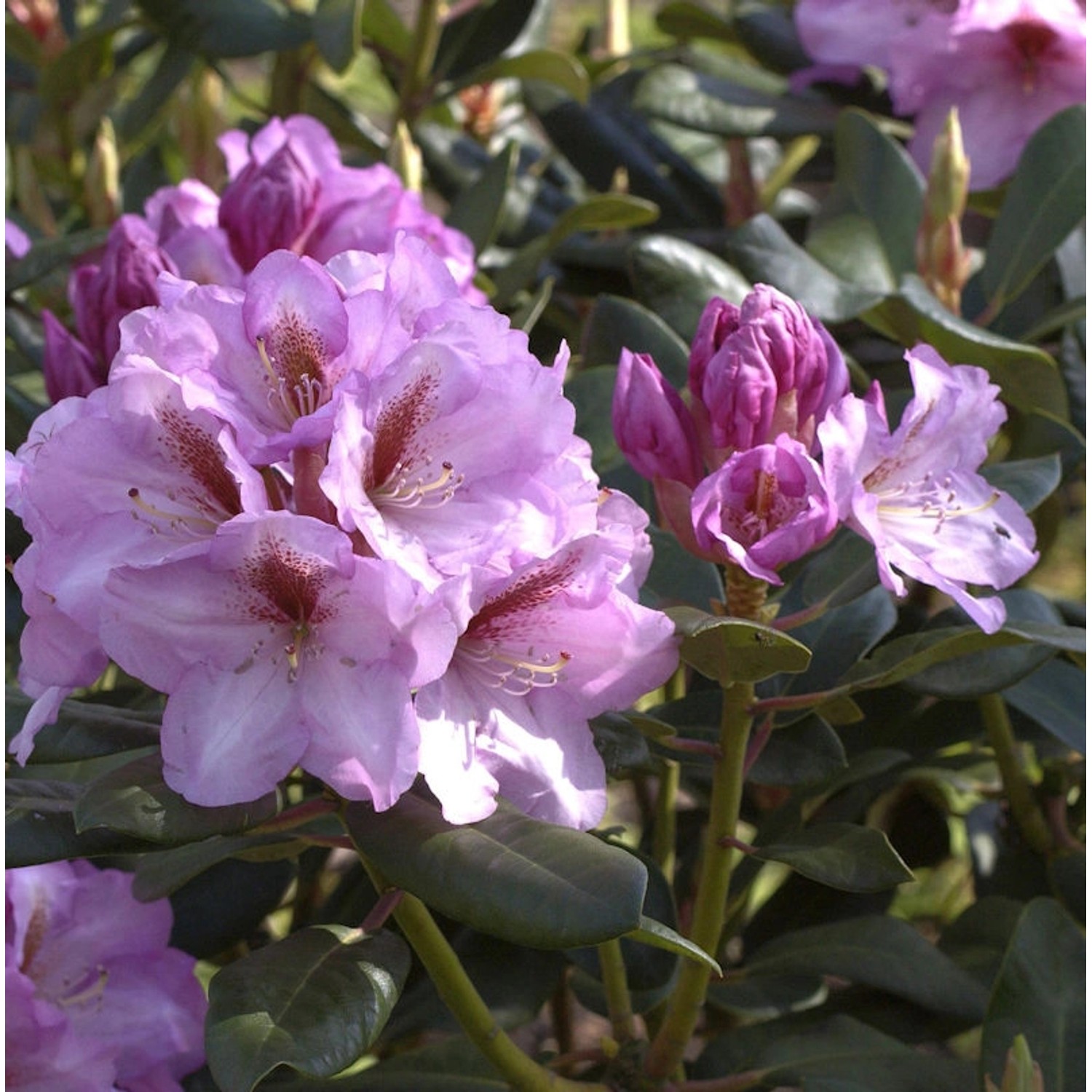 INKARHO - Großblumige Rhododendron Lavender Princess 40-50cm - Alpenrose günstig online kaufen