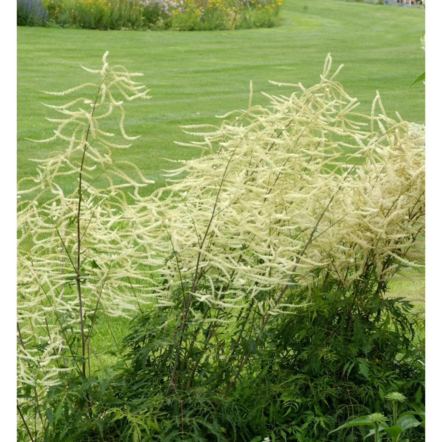 Waldgeißbart Whirlwind - Aruncus dioicus günstig online kaufen