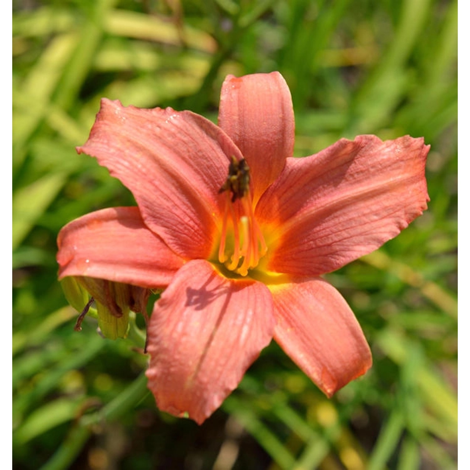 Taglilie Pink Damask - Hemerocallis günstig online kaufen