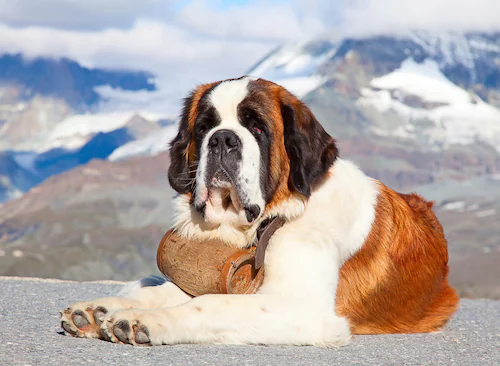 Papermoon Fototapete »Hund« günstig online kaufen