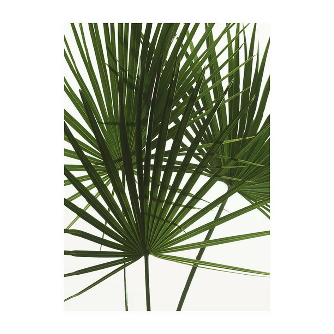 Komar Wandbild Palmtree Leaves 30 cm x 40 cm günstig online kaufen