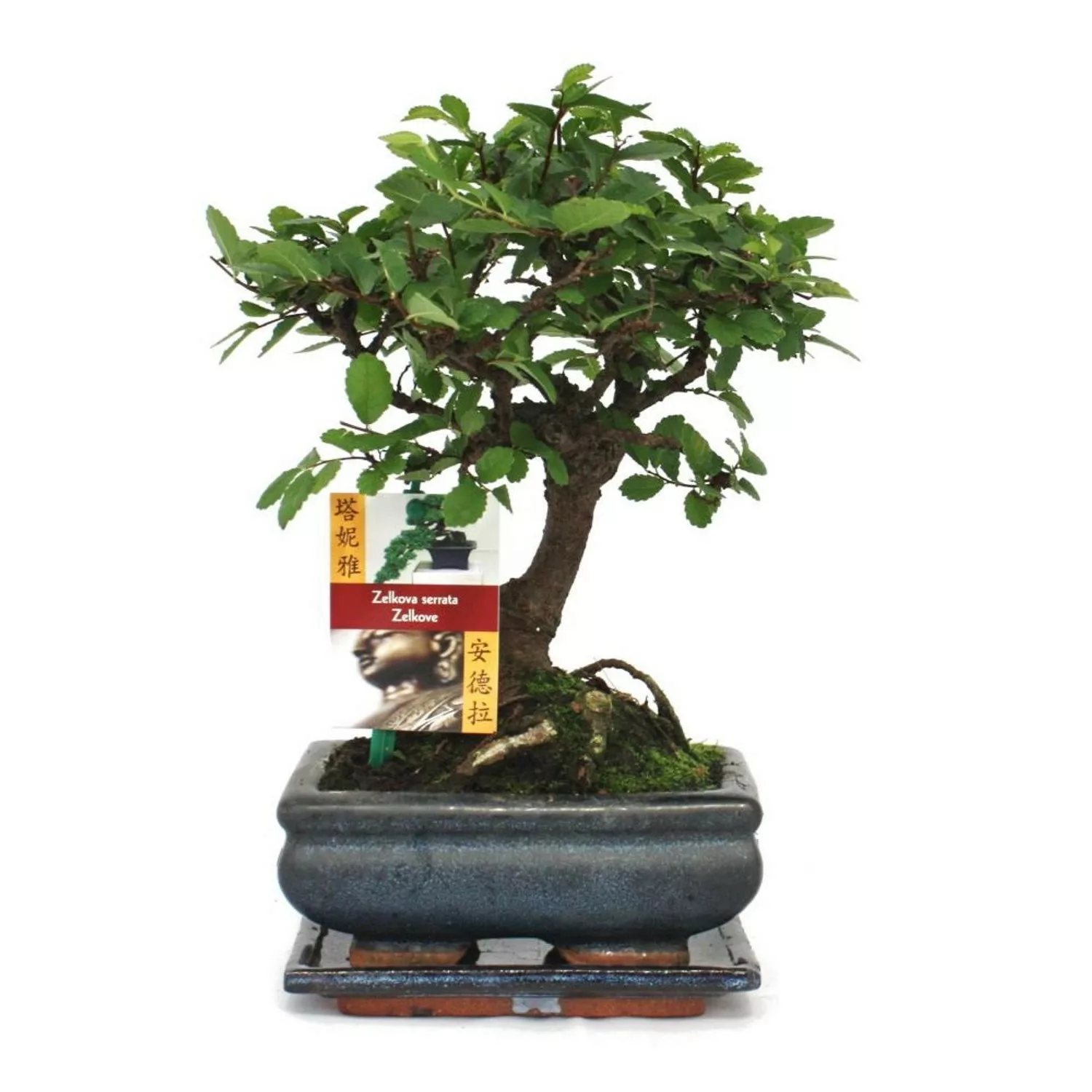 Exotenherz Bonsai Chinesische Ulme Ulmus Parviflora ca. 6 Jahre Kugelform günstig online kaufen