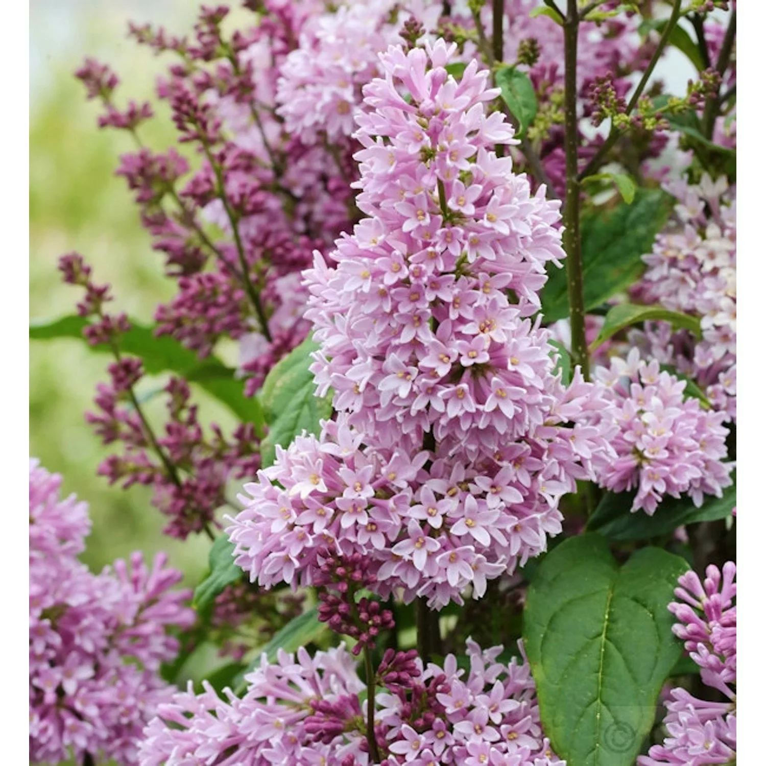 Edelflieder Minuet - Kircher-Collection 40-60cm - Syringa hyacinthiflora günstig online kaufen