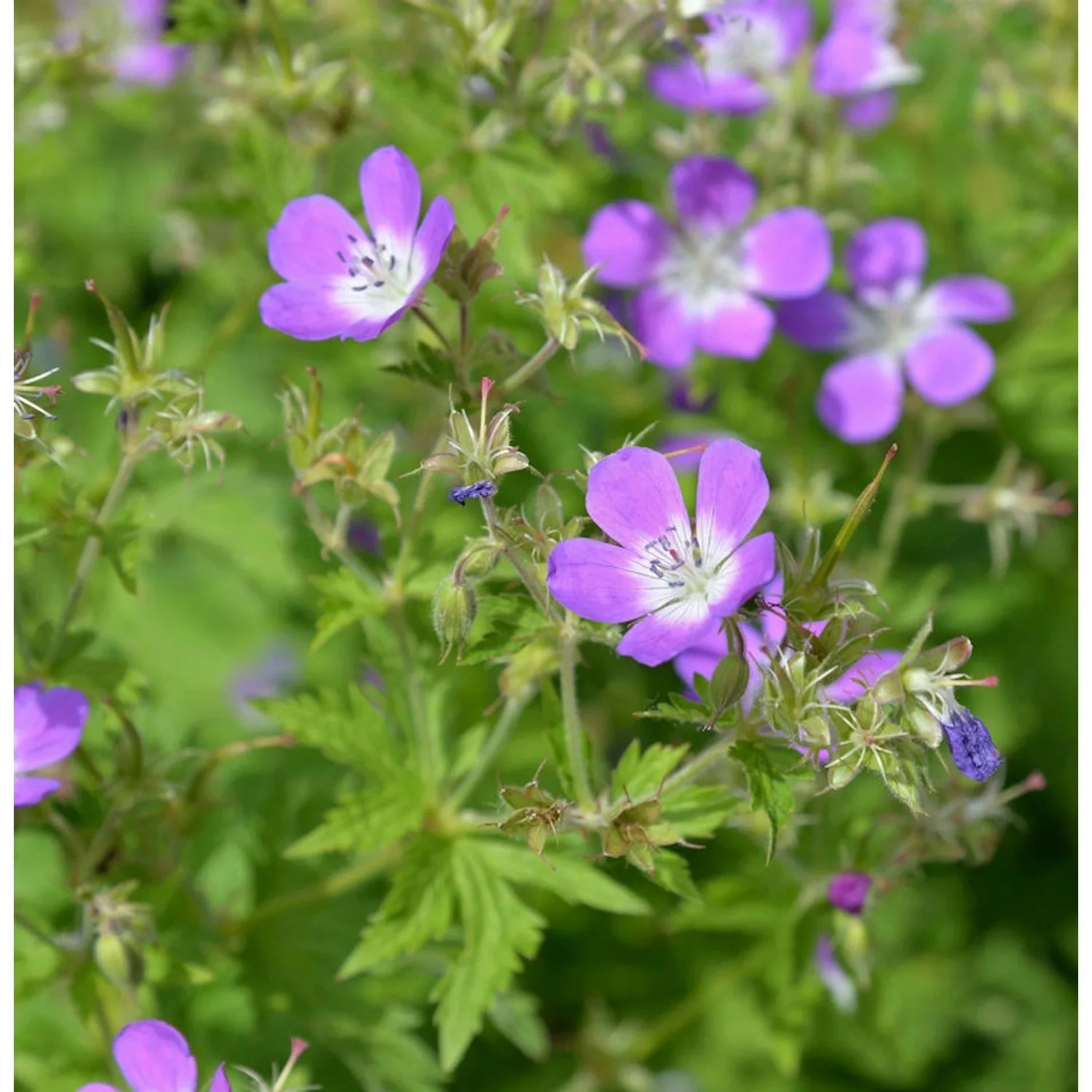 Waldstorchschnabel - Geranium sylvaticum günstig online kaufen