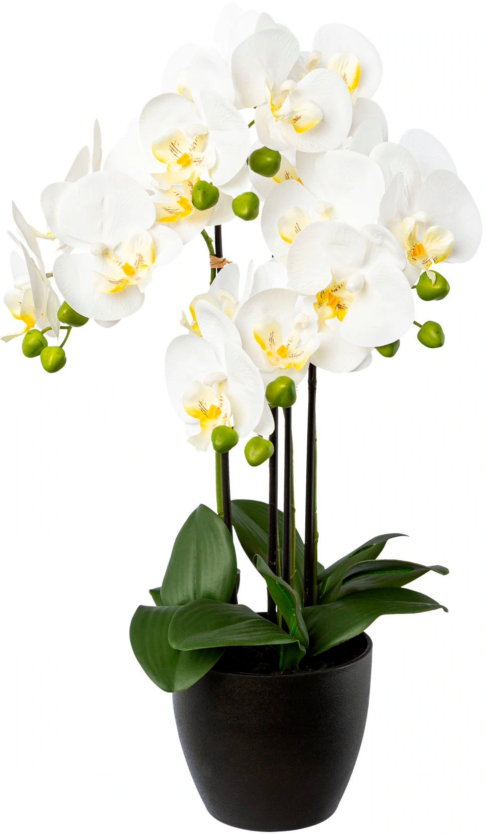 Creativ green Kunstorchidee "Phalaenopsis im Resintopf" günstig online kaufen