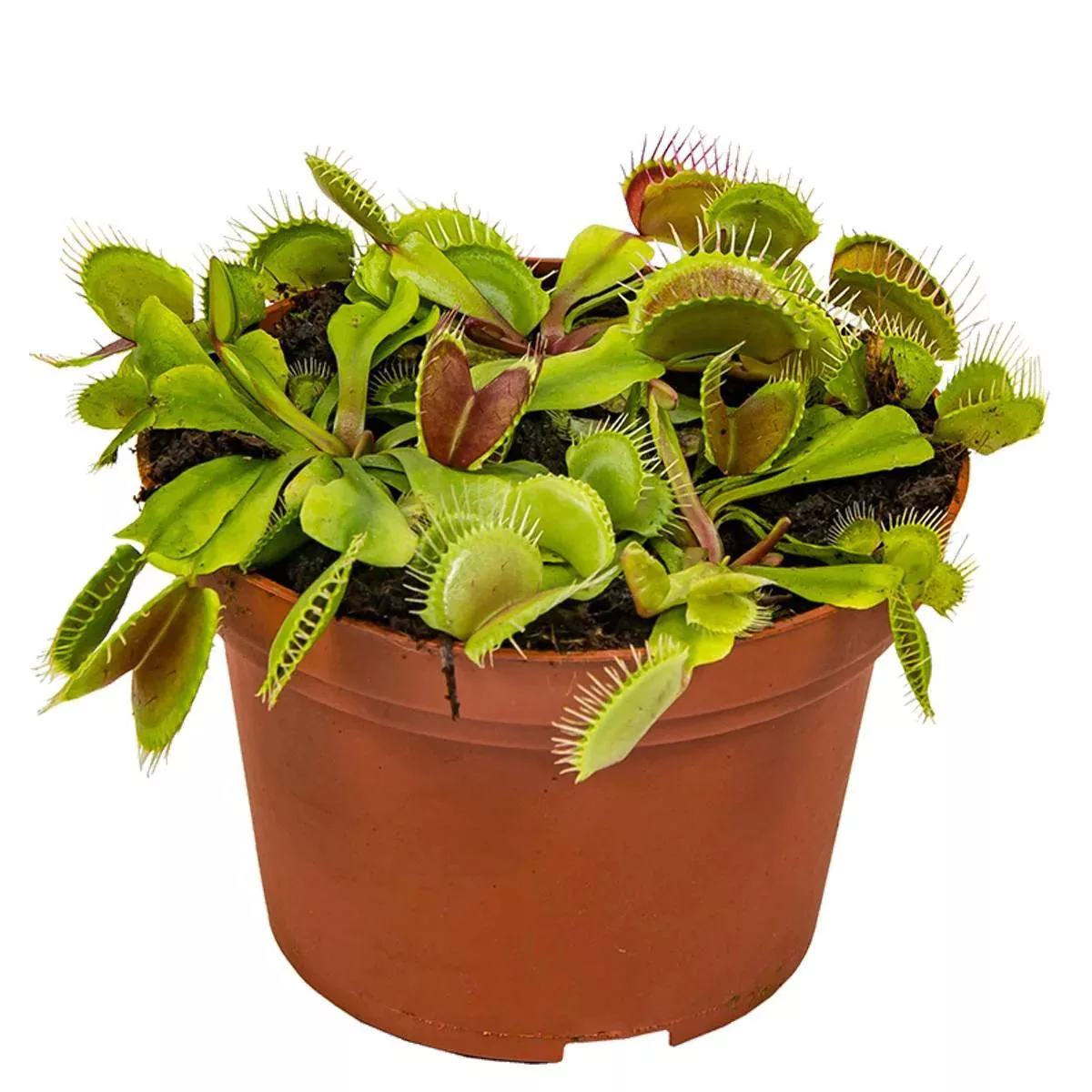 Casa Caron | Fleischfressende Pflanze Dionaea günstig online kaufen