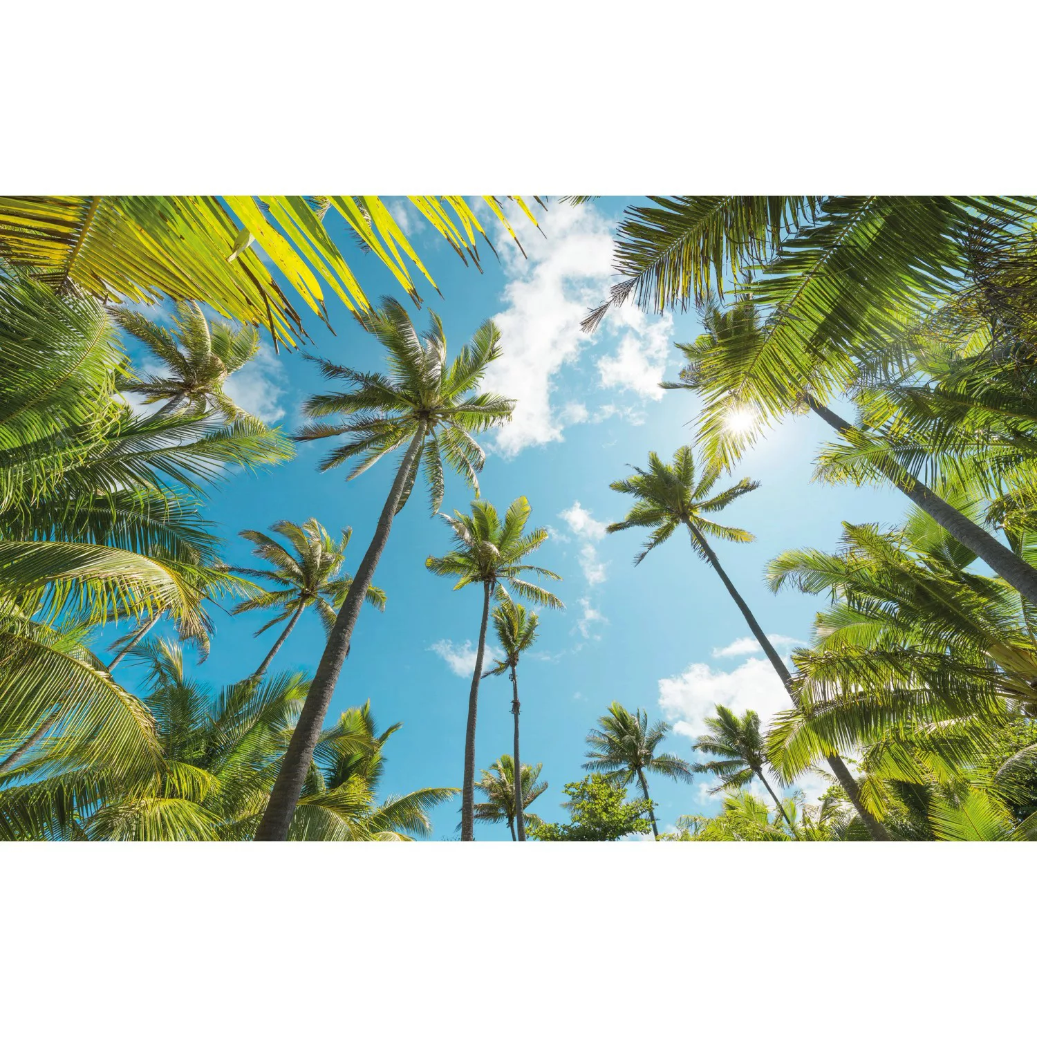 KOMAR Vlies Fototapete - Coconut Heaven  - Größe 450 x 280 cm mehrfarbig günstig online kaufen