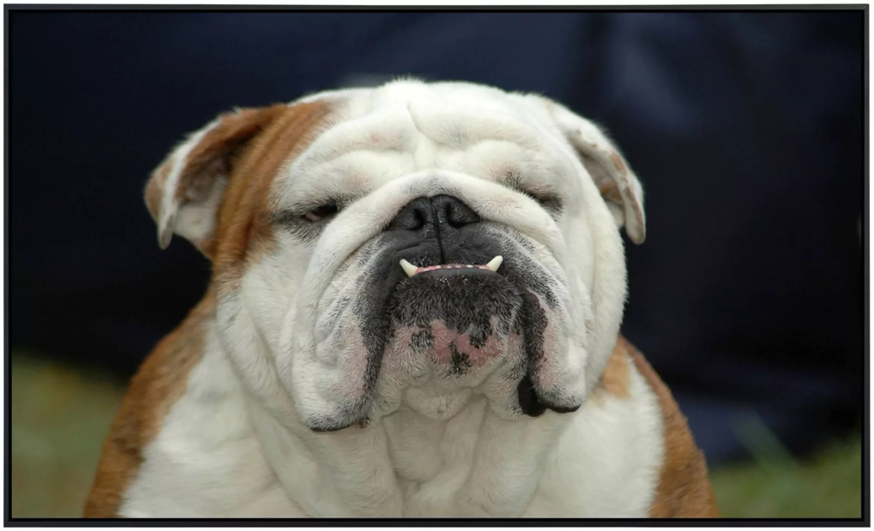 Papermoon Infrarotheizung »Englisches Bulldoggenporträt« günstig online kaufen