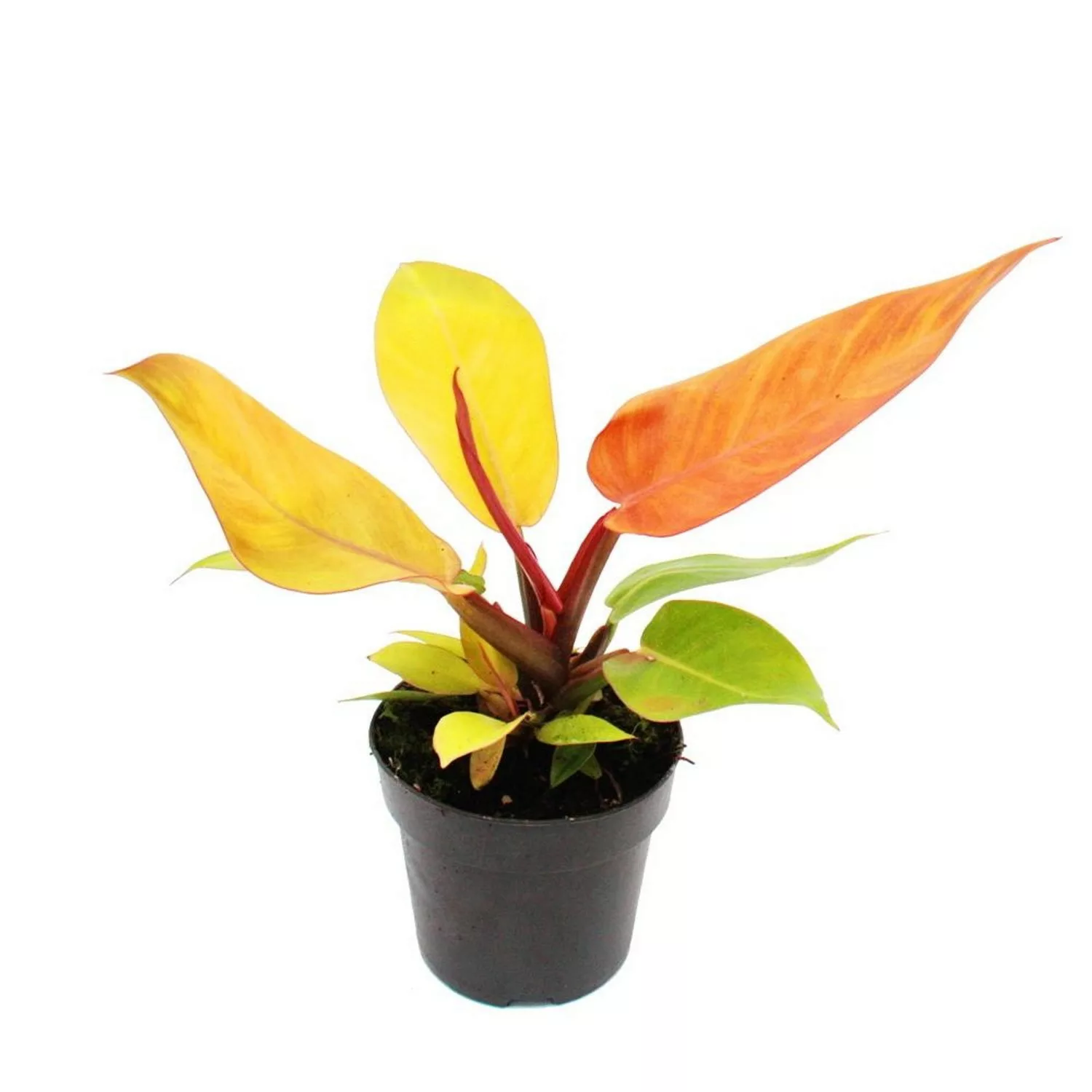 Exotenherz Philodendron Prince Of Orange Orangener Baumfreund 12cm Topf günstig online kaufen