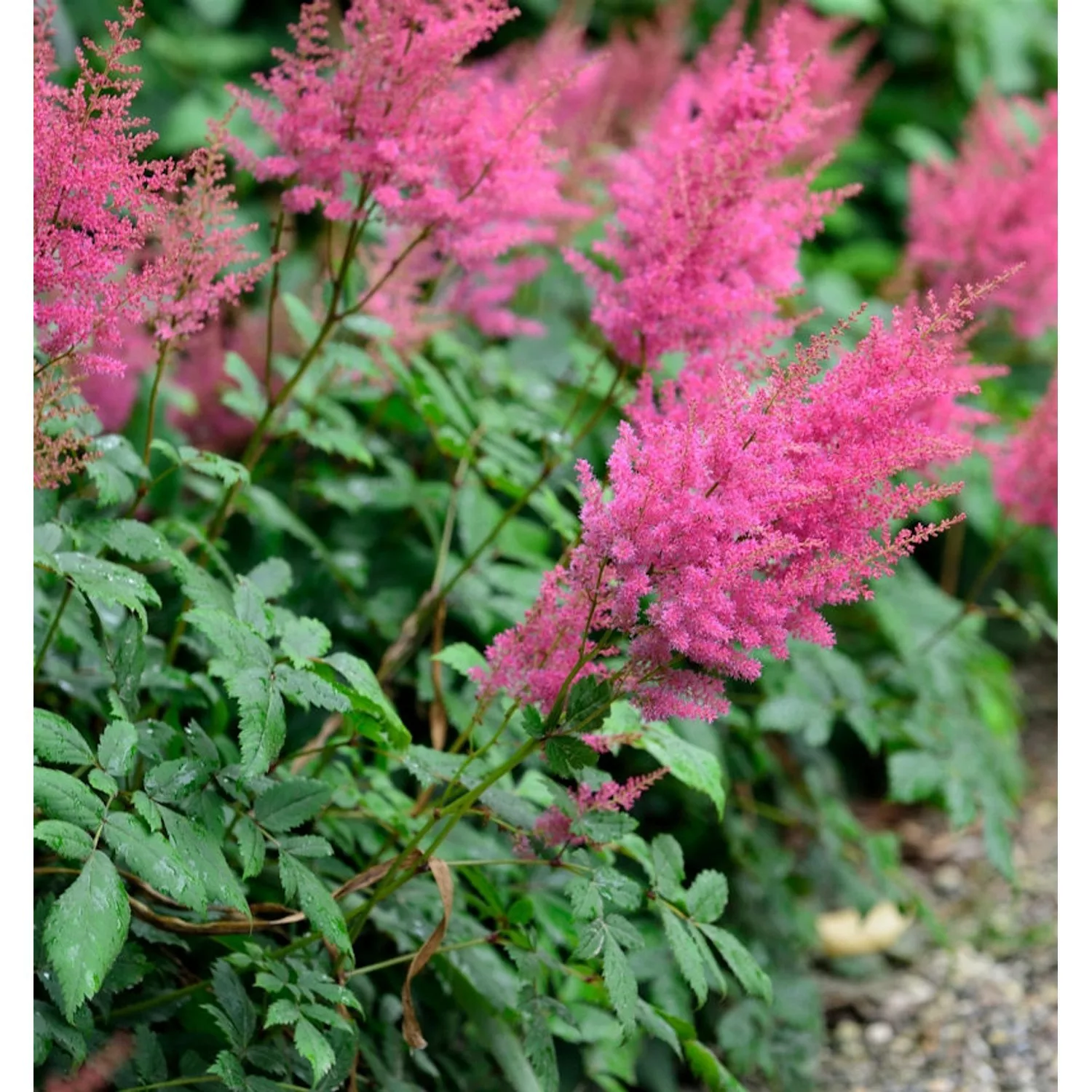 Prachtspiere Federsee - Astilbe arendsii günstig online kaufen