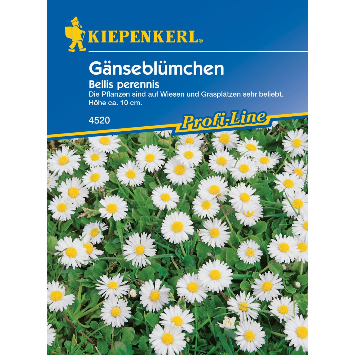 Kiepenkerl Gänseblümchen Bellis perennis günstig online kaufen