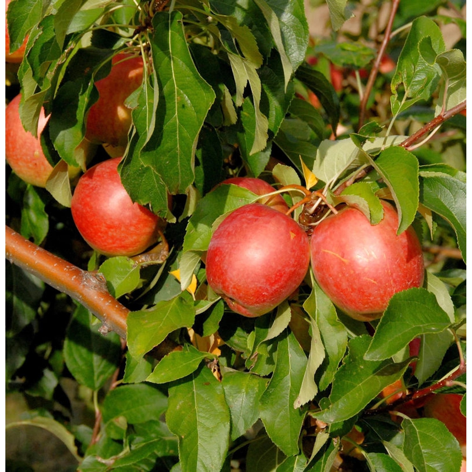 Apfelbaum Rewena 60-80cm - fest und süßsäuerlich günstig online kaufen