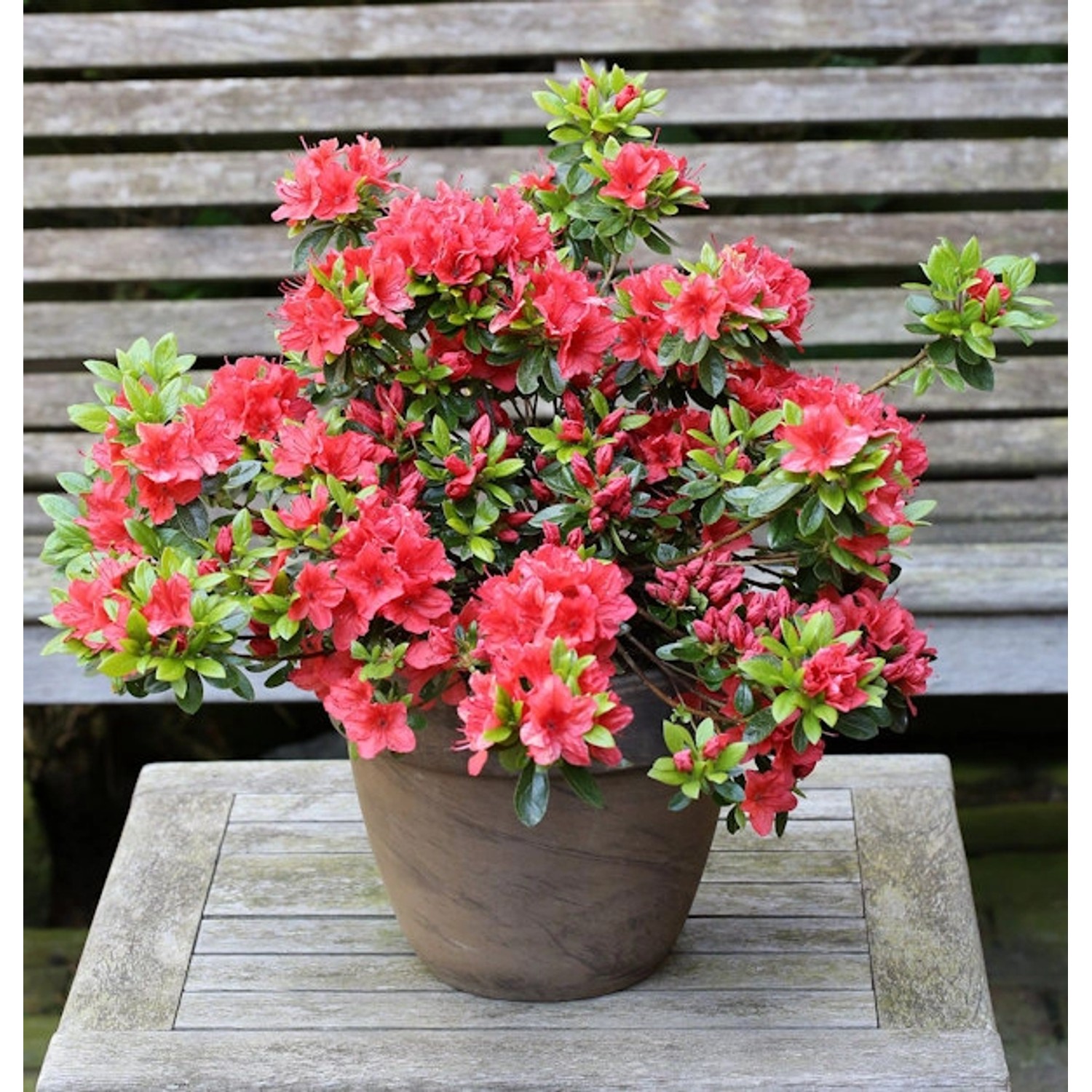 Japanische Azalee Orange Beauty 20-25cm - Rhododendron obtusum - Zwerg Alpe günstig online kaufen