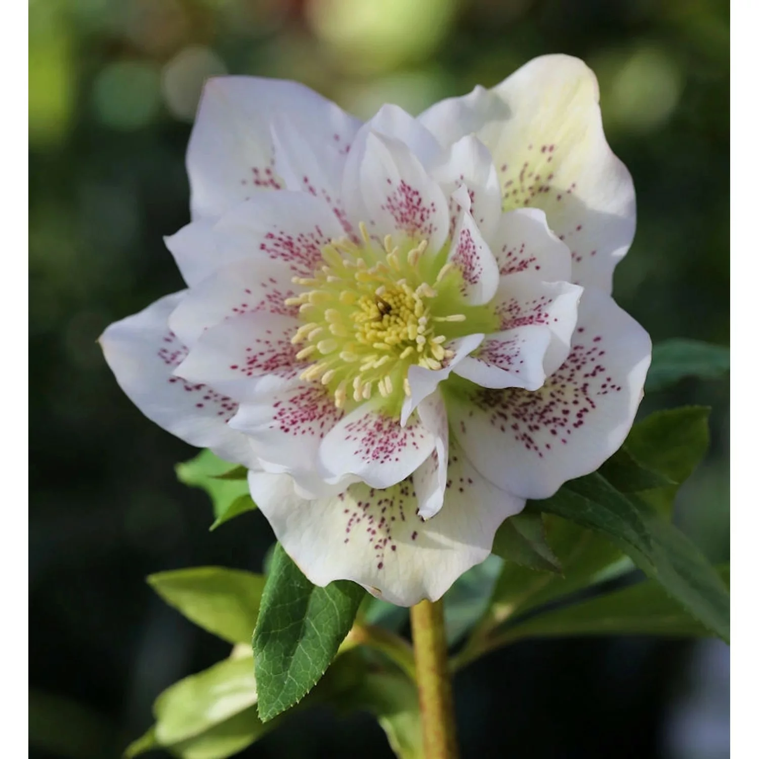 Christrose Lenzrose Double Ellen White Spotted - Helleborus orientalis günstig online kaufen