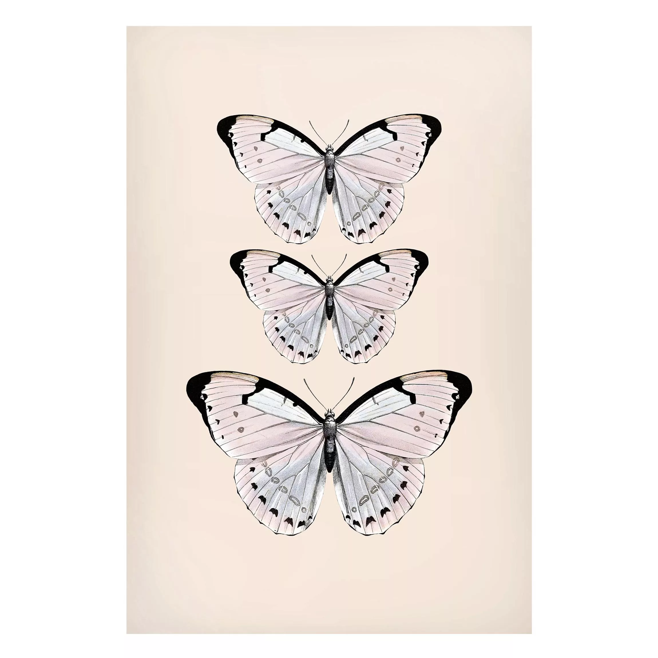Magnettafel Schmetterling auf Beige günstig online kaufen
