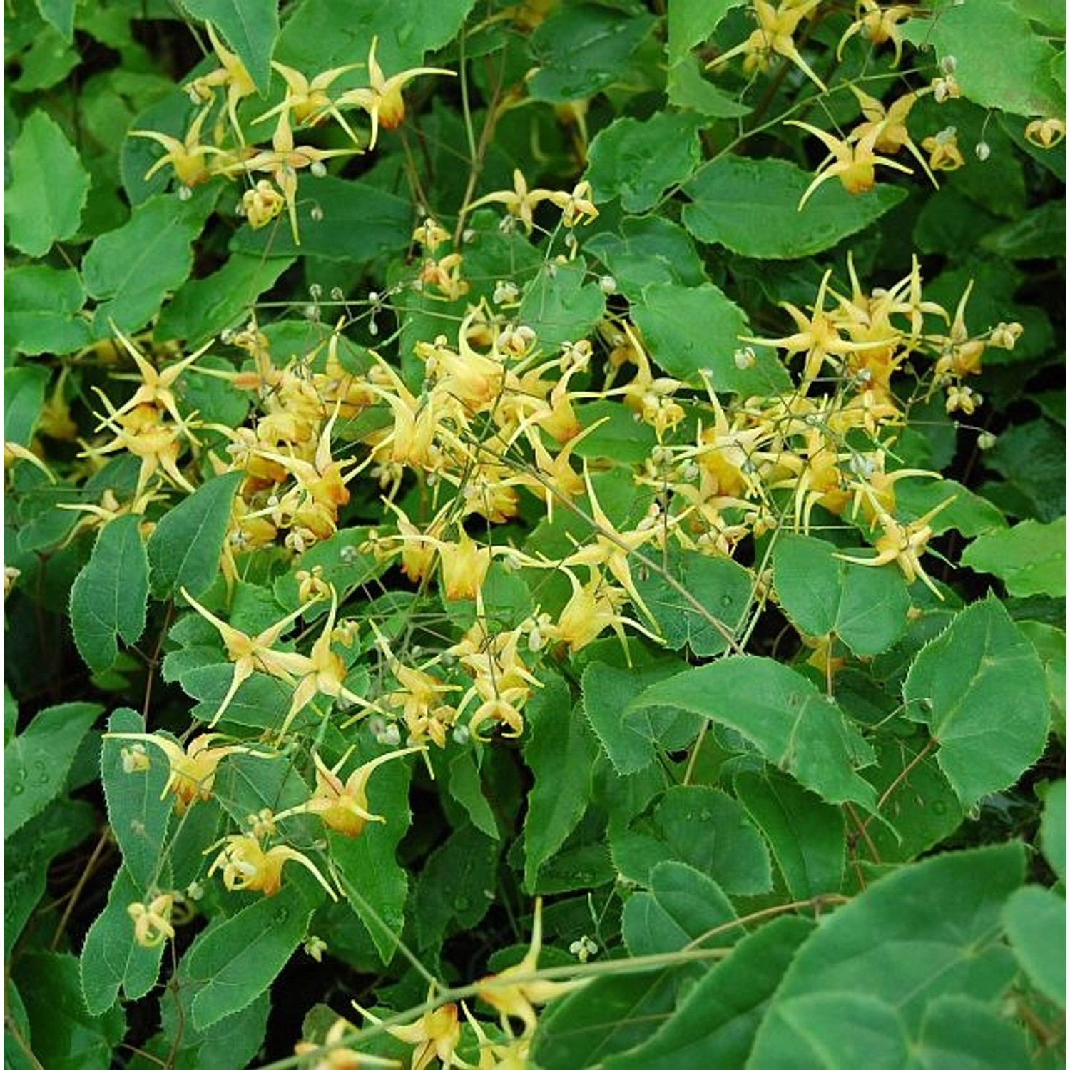 Elfenblume Amber Queen - Epimedium Hybrid günstig online kaufen