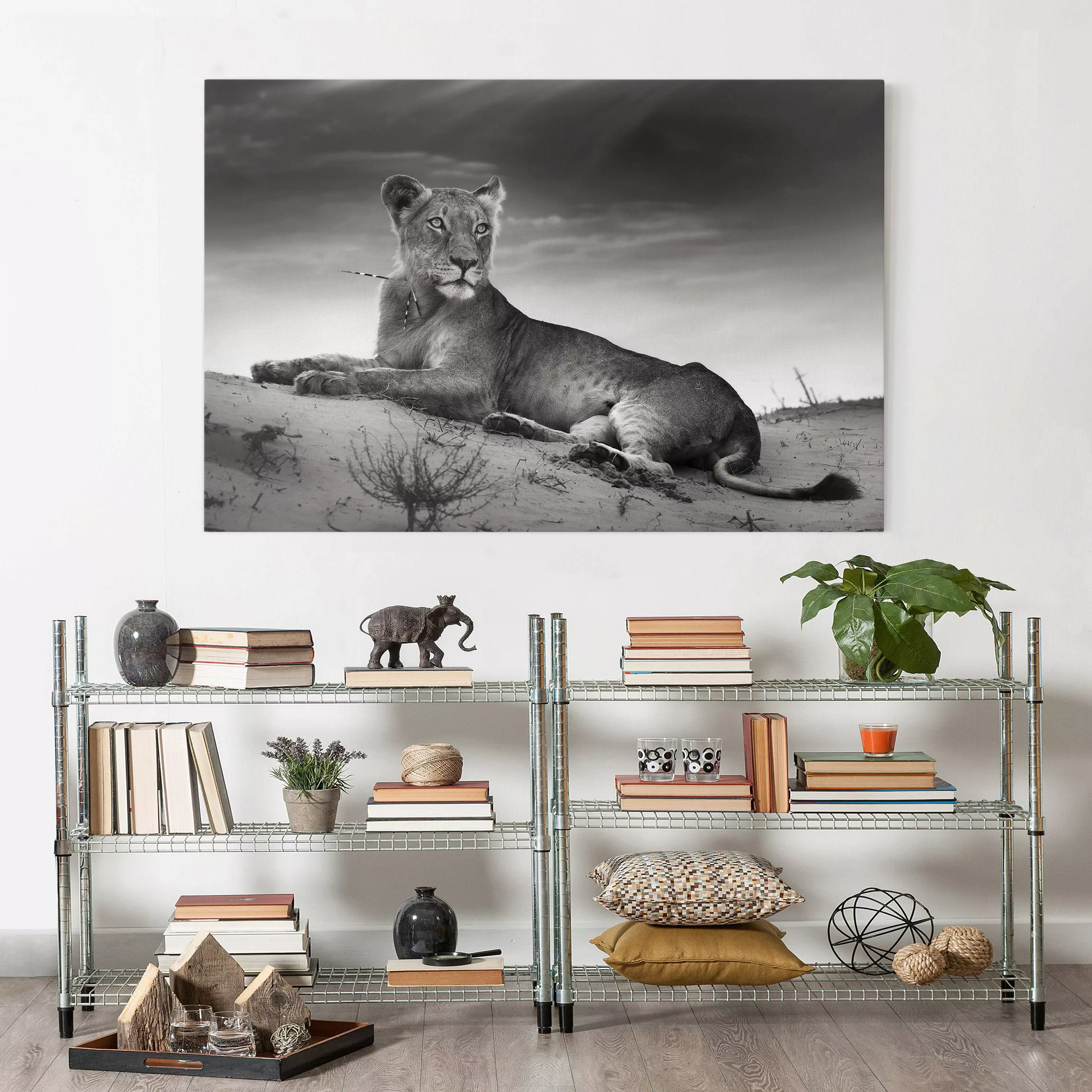 Leinwandbild Tiere - Querformat Resting Lion günstig online kaufen