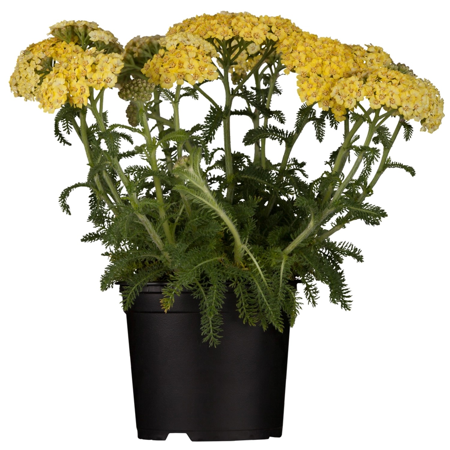 Polsterschafgarbe Gelb Topf-Ø ca. 9 cm x 9 cm Achillea günstig online kaufen