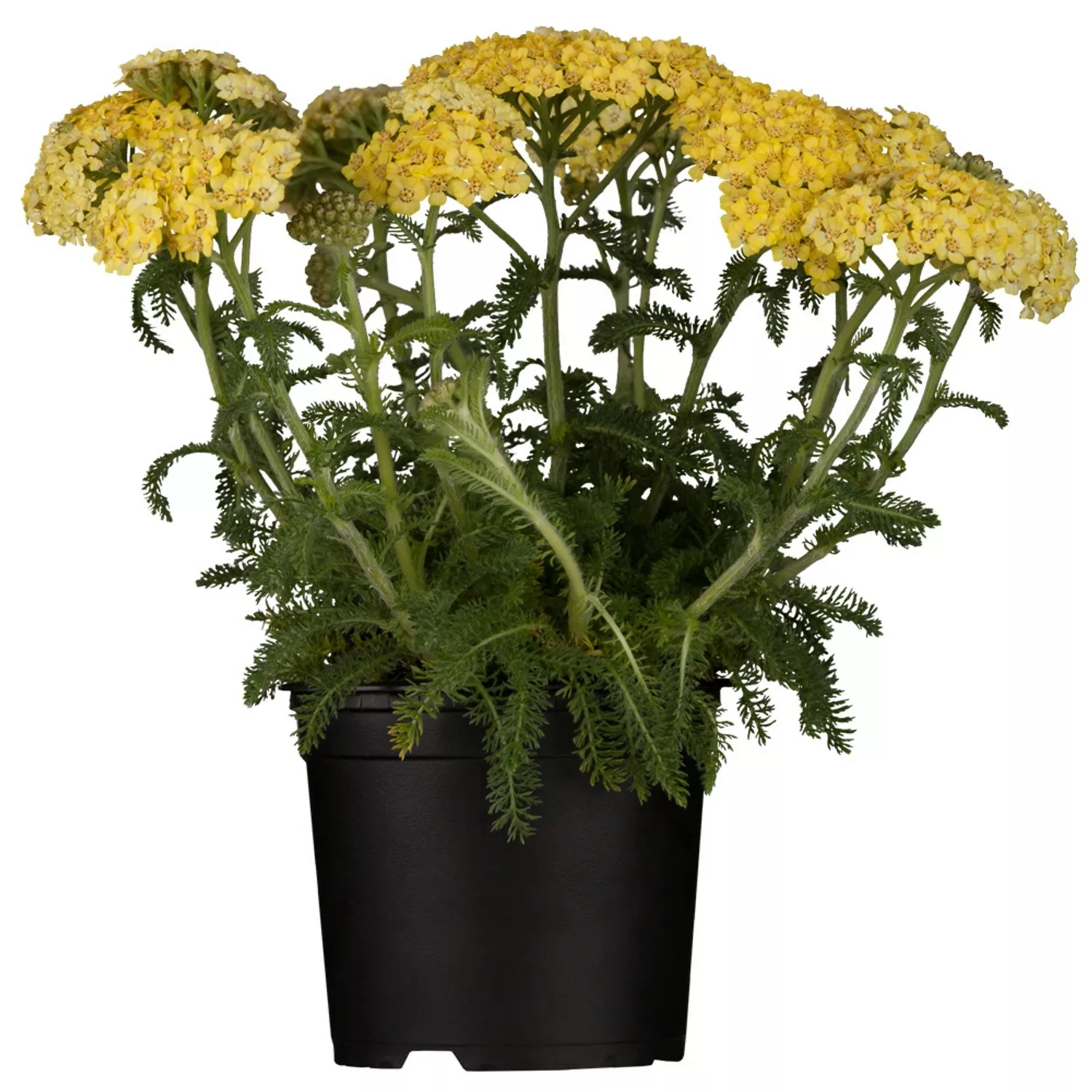 GROW by OBI Polsterschafgarbe Gelb Topf-Ø ca. 9 cm x 9 cm Achillea günstig online kaufen