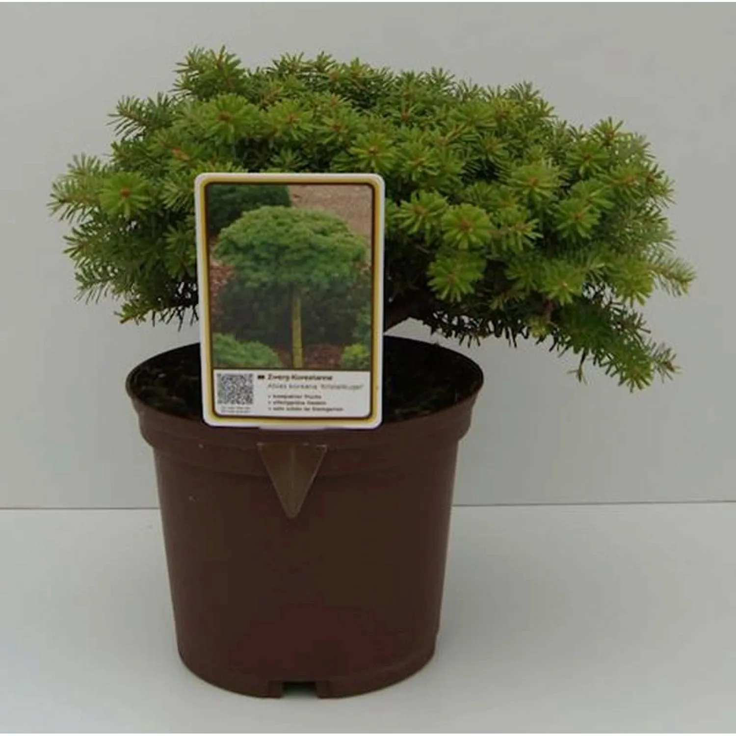 Koreatanne Kristalkugel 15-20cm - Abies koreana günstig online kaufen