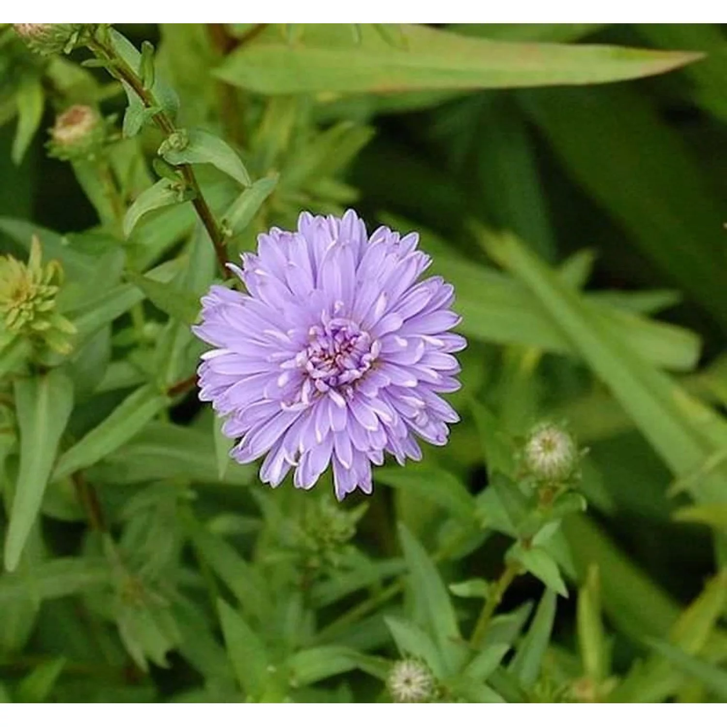 Rauhblattaster Marie Ballard - Aster novae angliae günstig online kaufen