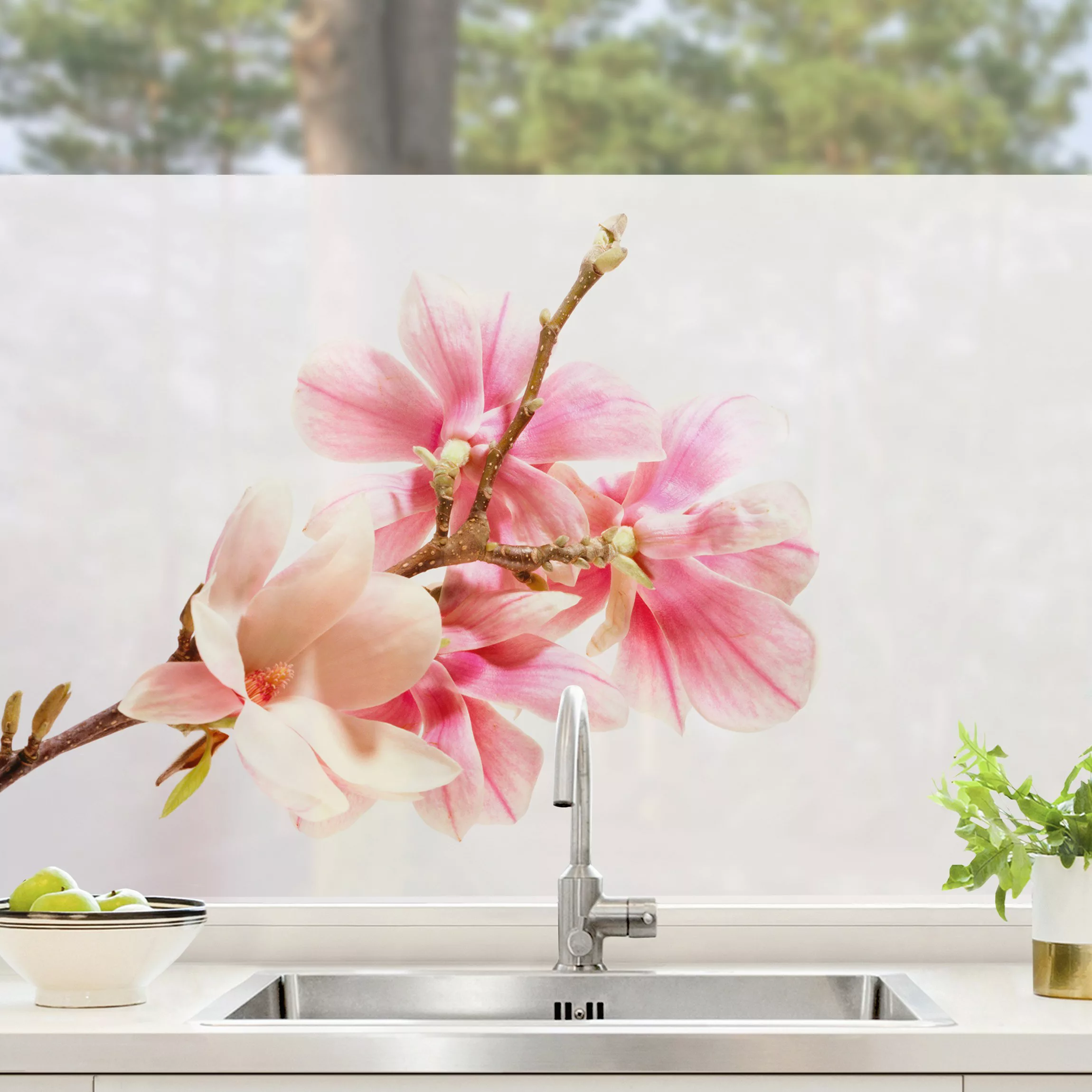 Fensterfolie Magnolienblüten günstig online kaufen