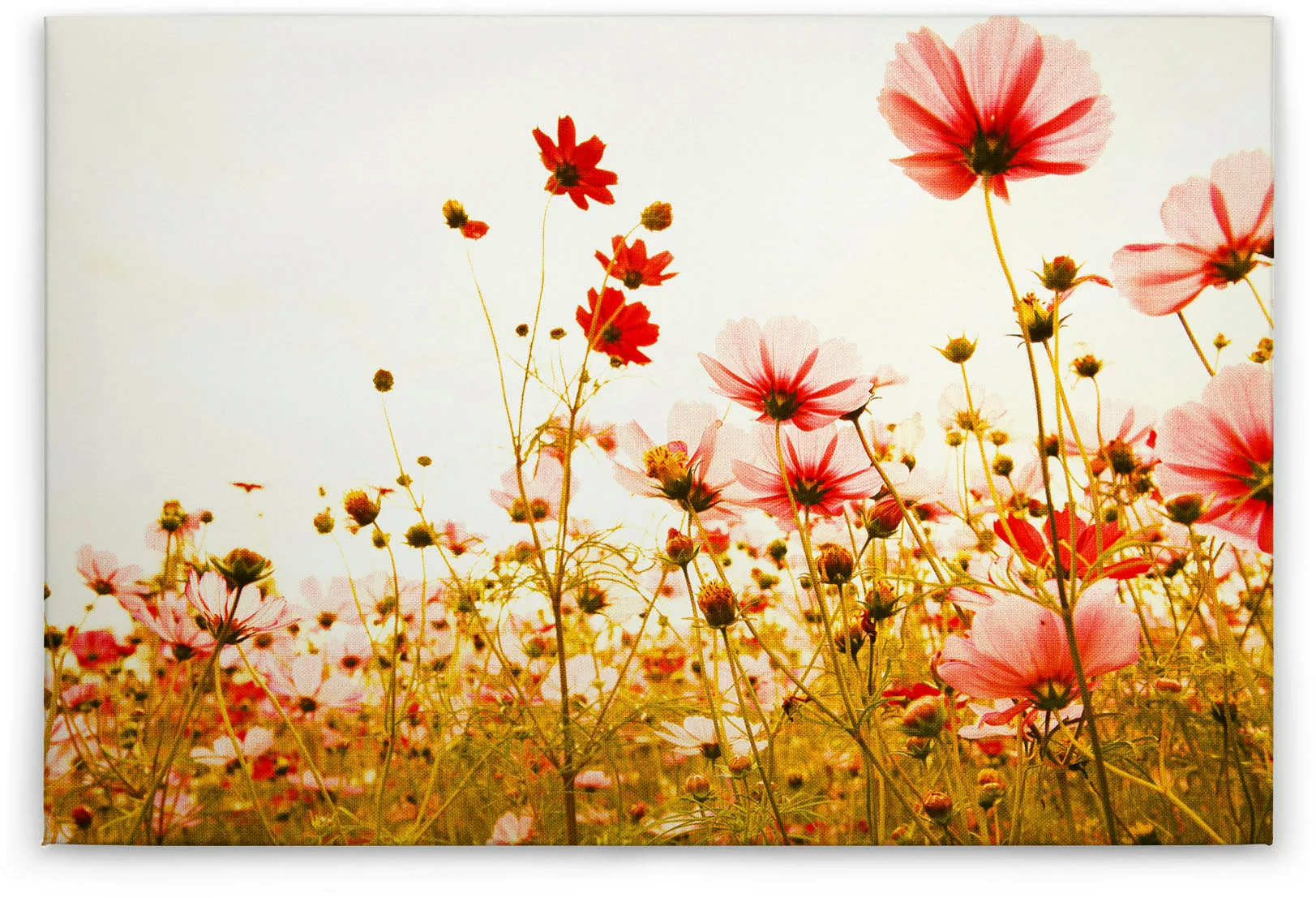 A.S. Création Leinwandbild "Flower Meadow", Blumen, (1 St.) günstig online kaufen