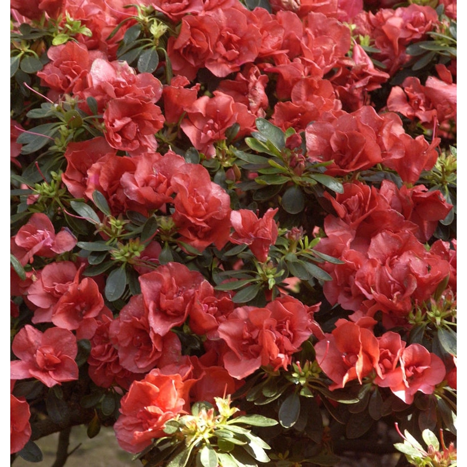 INKARHO - Großblumige Rhododendron Orange Flirt 30-40cm - Alpenrose günstig online kaufen