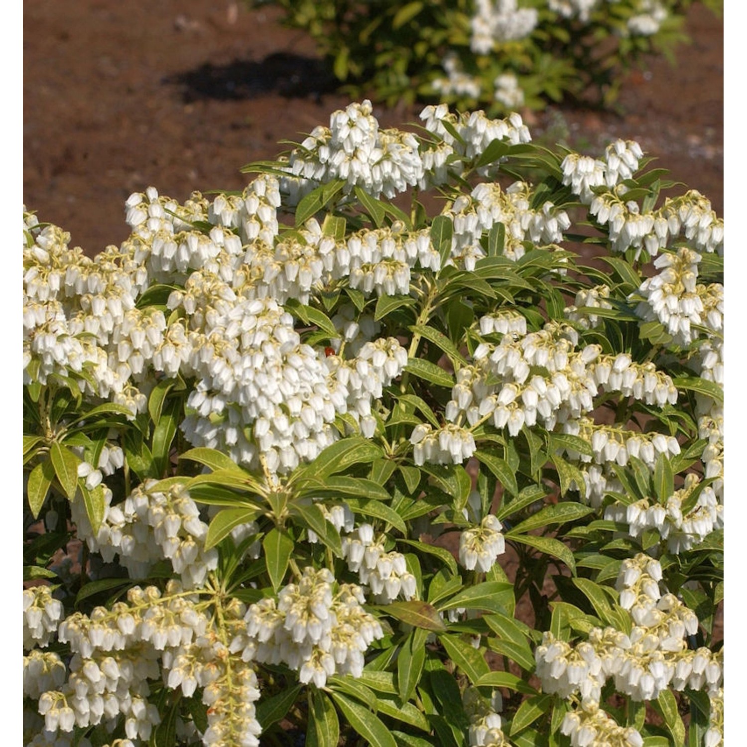 Schattenglöckchen Lavendelheide Purity 50-60cm - Pieris japonica günstig online kaufen