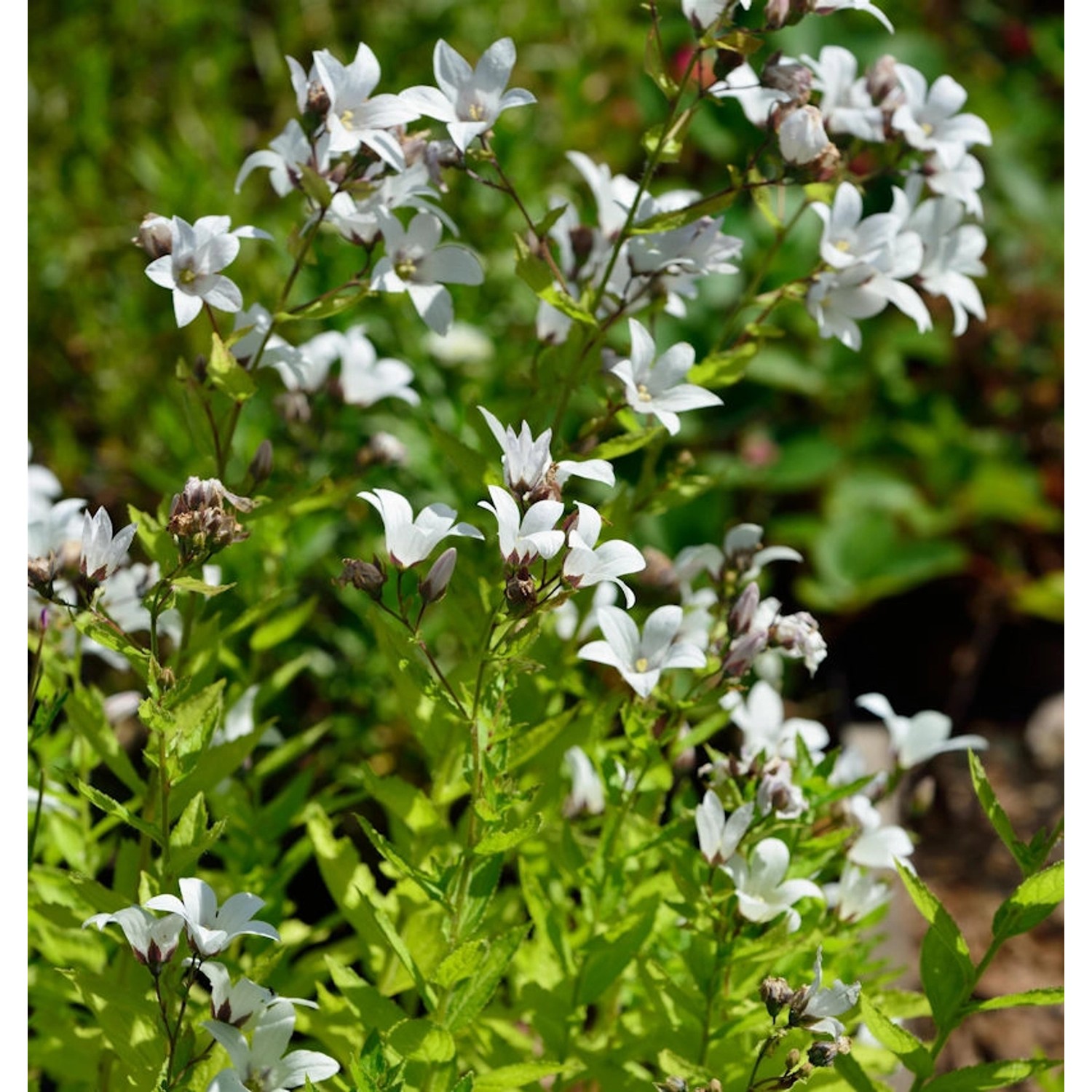 Doldenglockenblume White Pouffe - Campanula lactiflora günstig online kaufen