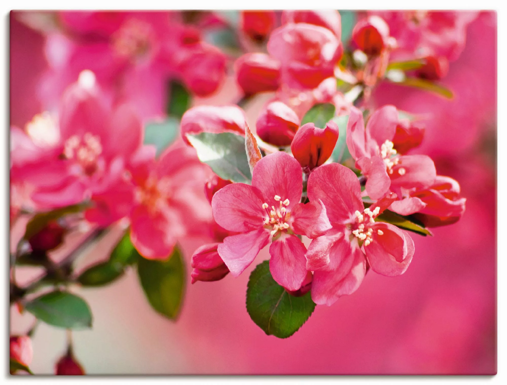 Artland Leinwandbild "Holzapfelblüte 1", Blumen, (1 St.), auf Keilrahmen ge günstig online kaufen