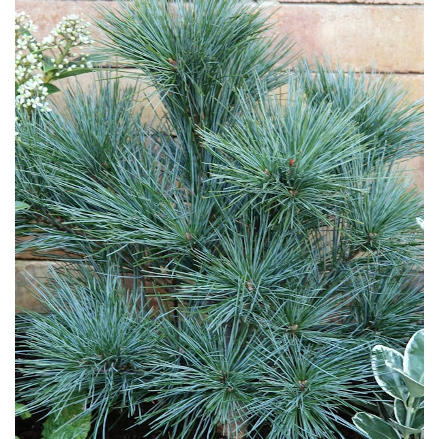 Zwergseidenkiefer 60-80cm - Pinus strobus günstig online kaufen