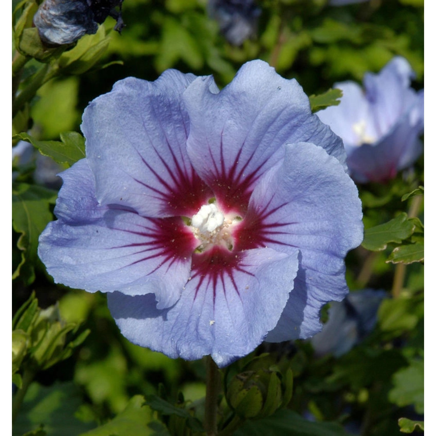 Garteneibisch Coelestis 40-60cm - Hibiscus syriacus günstig online kaufen