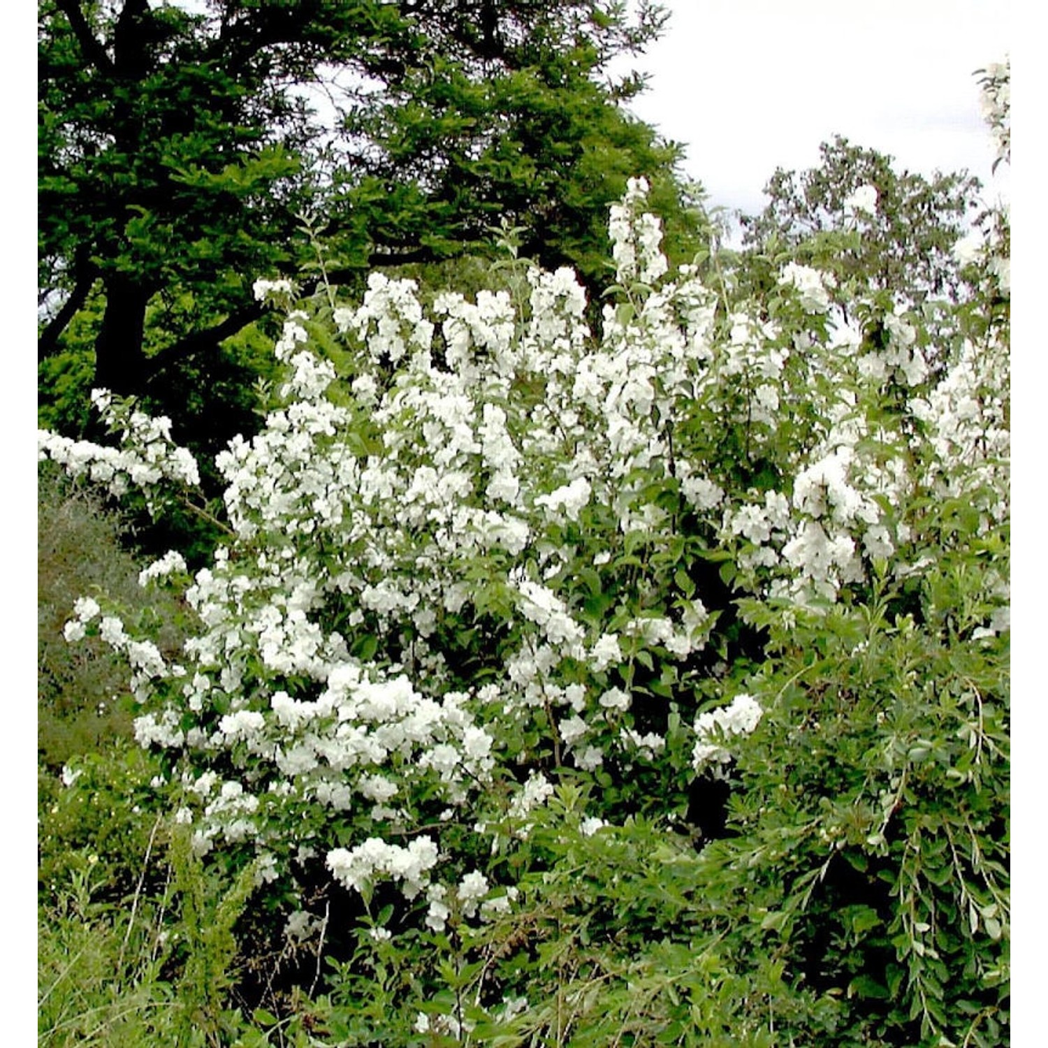 Gartenjasmin Dame Blanche 80-100cm - Philadelphus günstig online kaufen