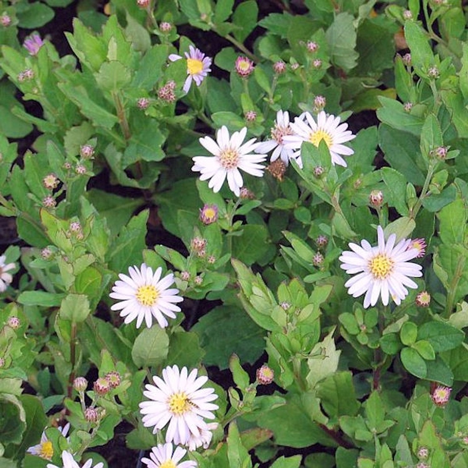 Herbstaster Stardust - Aster ageratoides günstig online kaufen