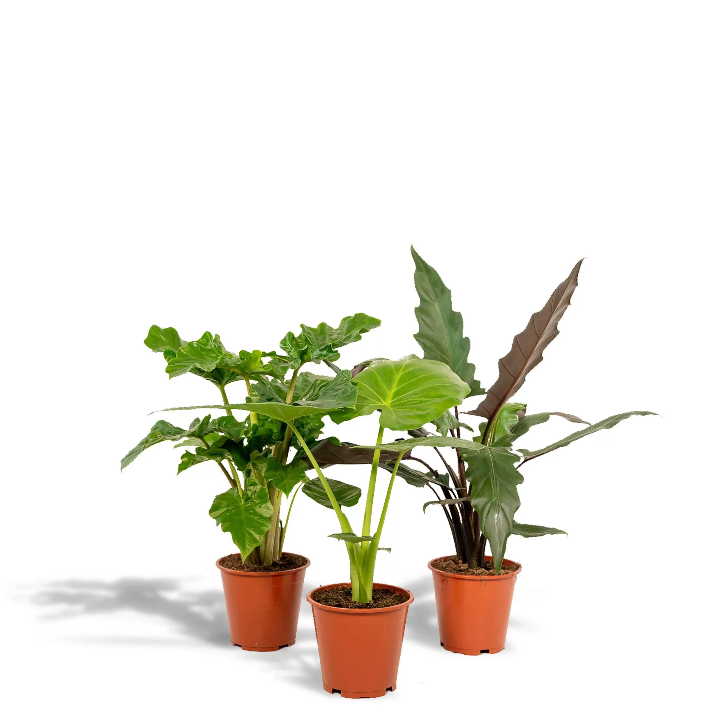 Hello Plants | Set mit 3 Alocasias - Low Rider, Macrorrhiza & Lauterbachian günstig online kaufen