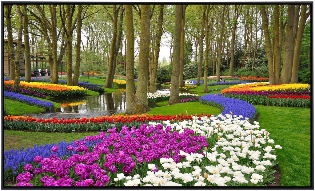 Papermoon Infrarotheizung »Tulpen im Keukenhof Park«, sehr angenehme Strahl günstig online kaufen
