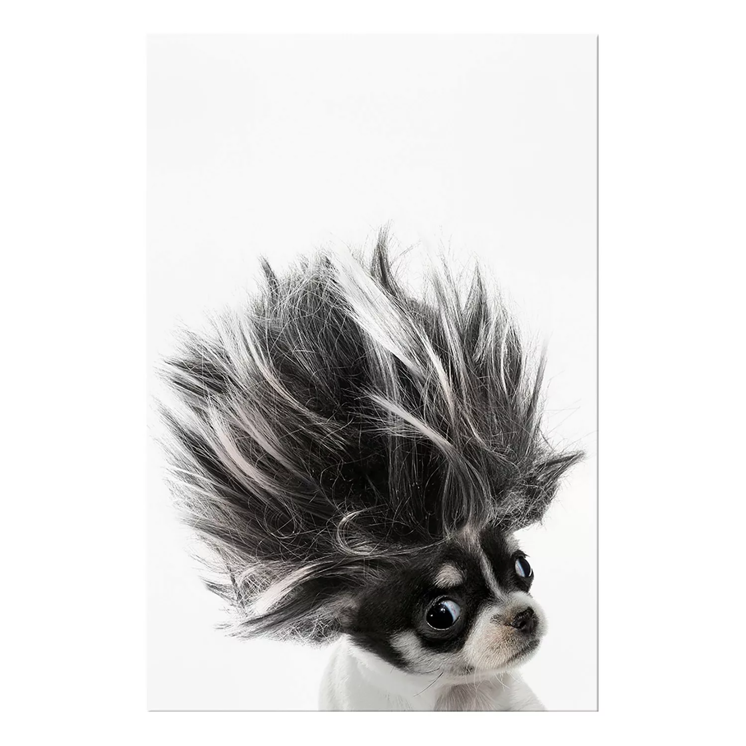 home24 Wandbild Chihuahua günstig online kaufen