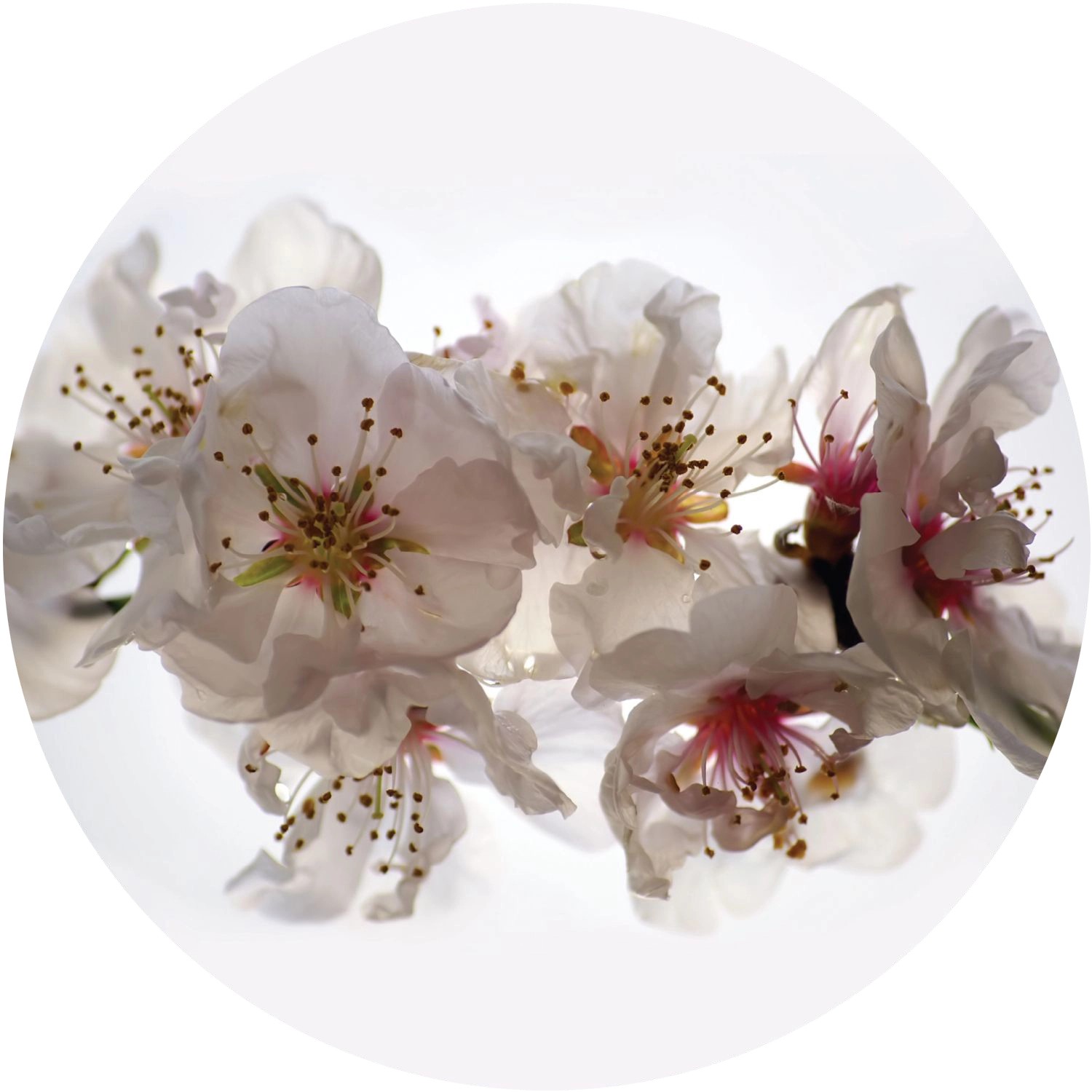 Sanders & Sanders Selbstklebende Runde Tapete Blumen Weiß und Rosa Ø 70 cm günstig online kaufen