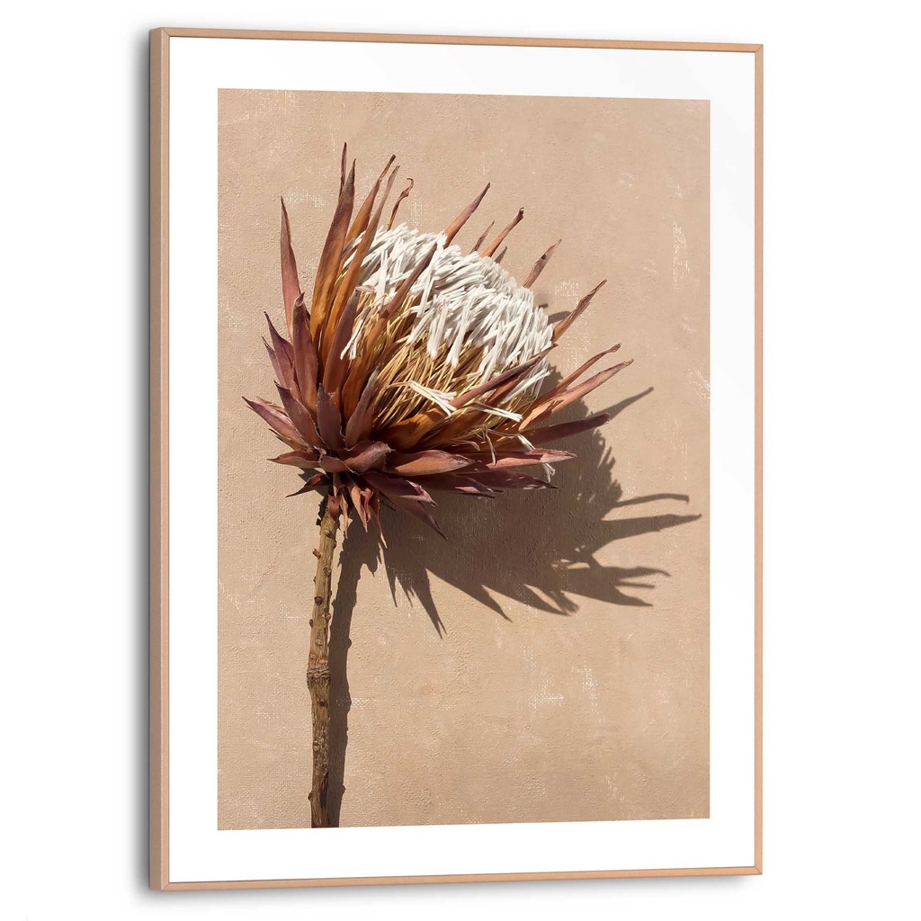 Reinders Poster "Protea Blume" günstig online kaufen