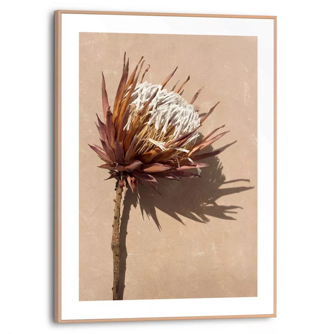 Reinders! Wandbild »Protea Blume« günstig online kaufen