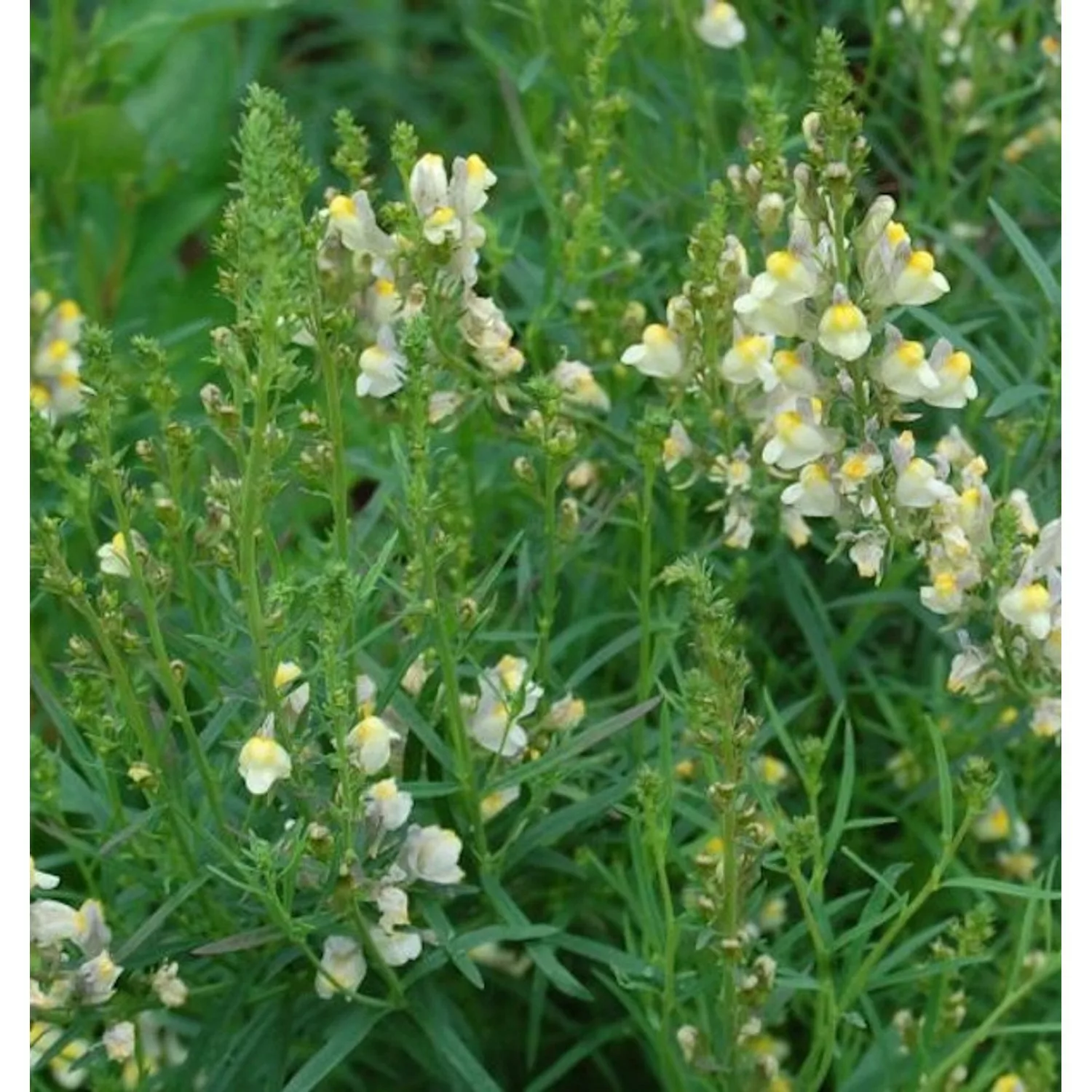 Italienisches Leinkraut Springside White - Linaria purpurea günstig online kaufen