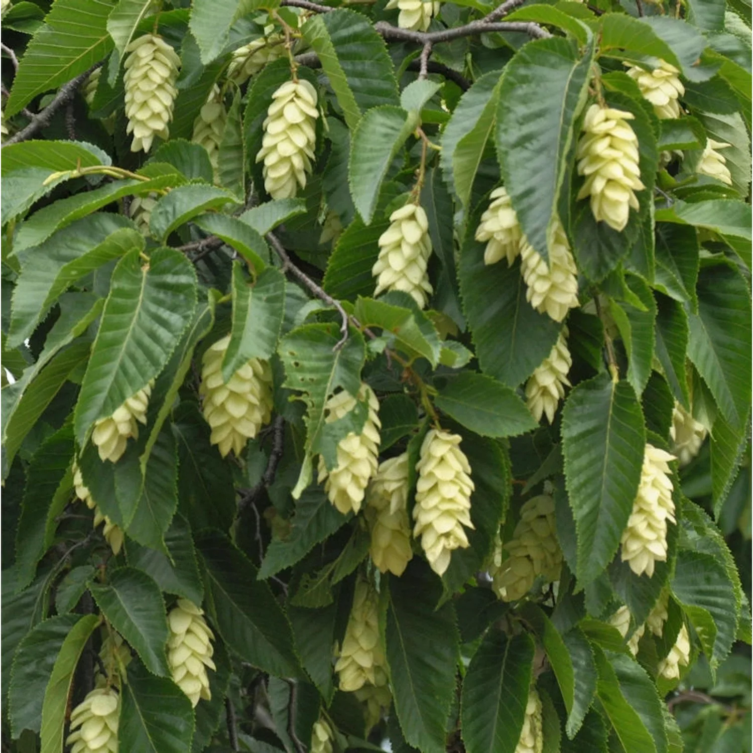 Gemeine Hopfenbuche 125-150cm - Ostrya carpinifolia günstig online kaufen