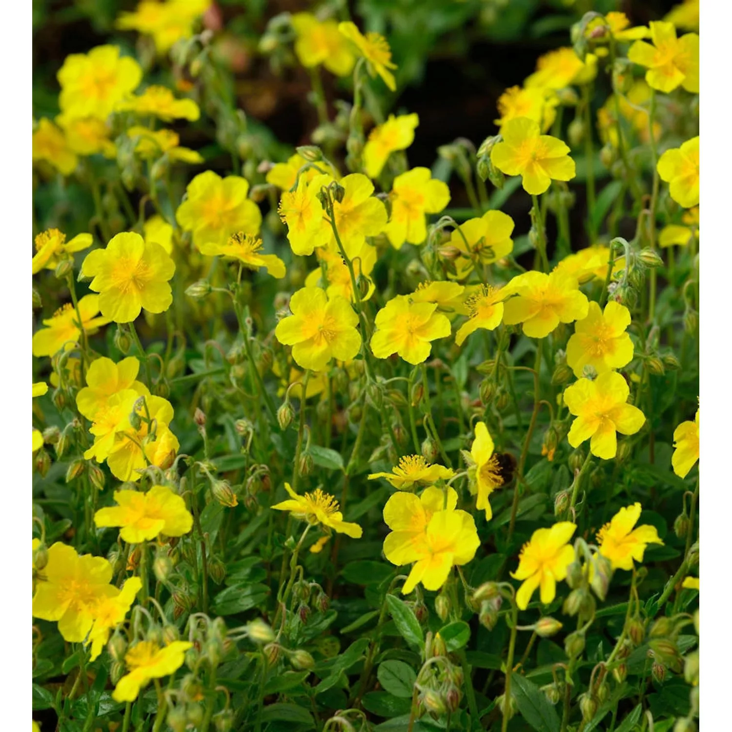 Sonnenröschen Amy Baring - Helianthemum günstig online kaufen