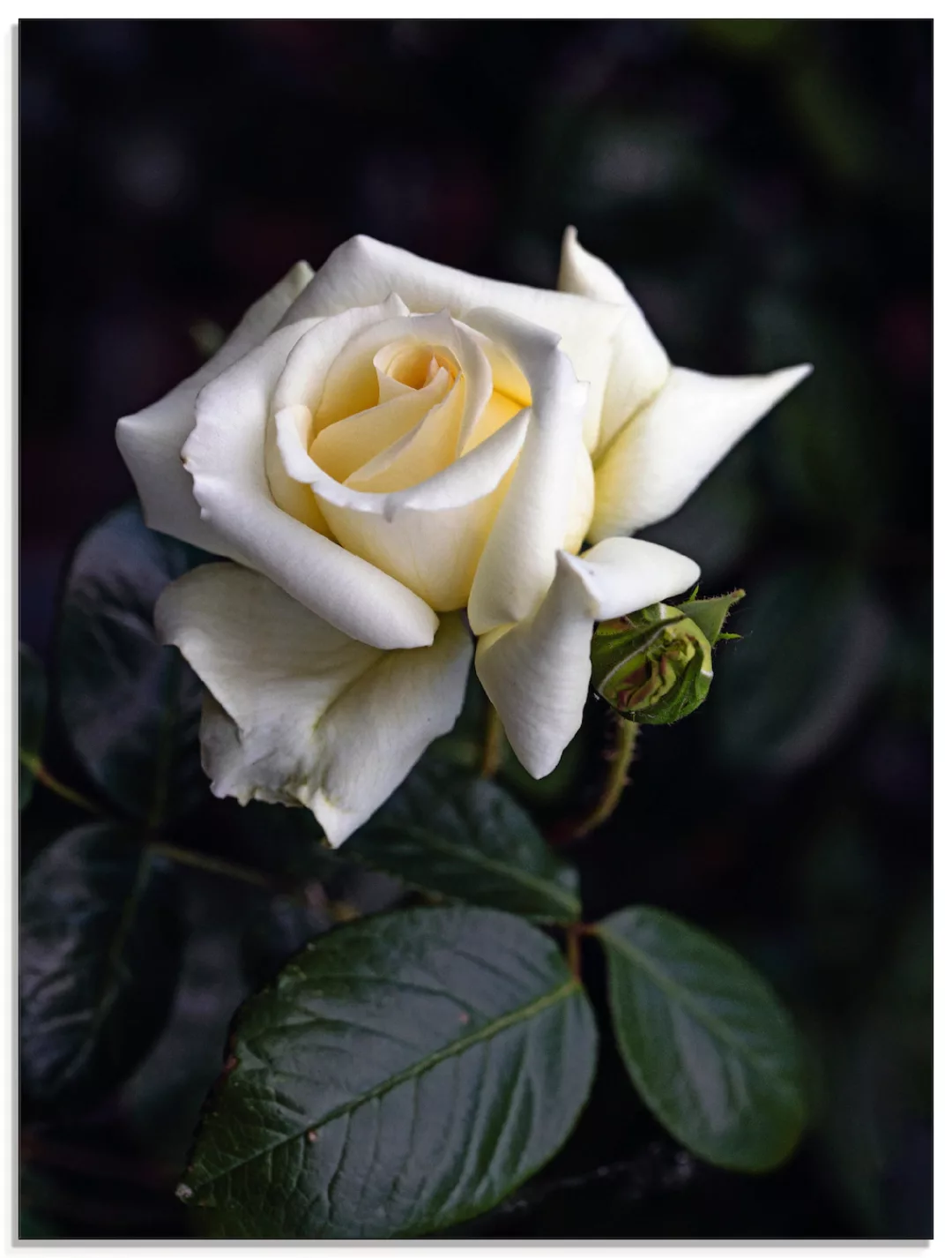 Artland Glasbild "Weiß-gelbe Rose", Blumen, (1 St.), in verschiedenen Größe günstig online kaufen