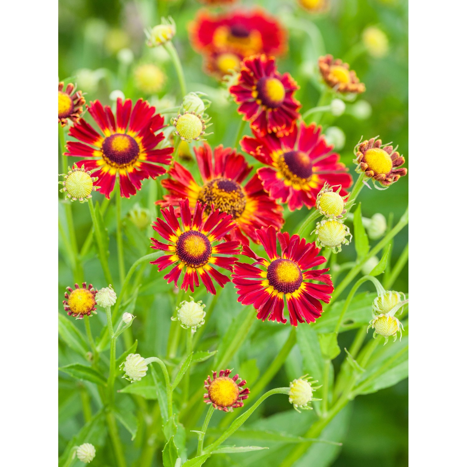 GROW by OBI Garten-Sonnenbraut Moerheim Beauty Rot T-Ø ca. 9 x 9 cm Heleniu günstig online kaufen