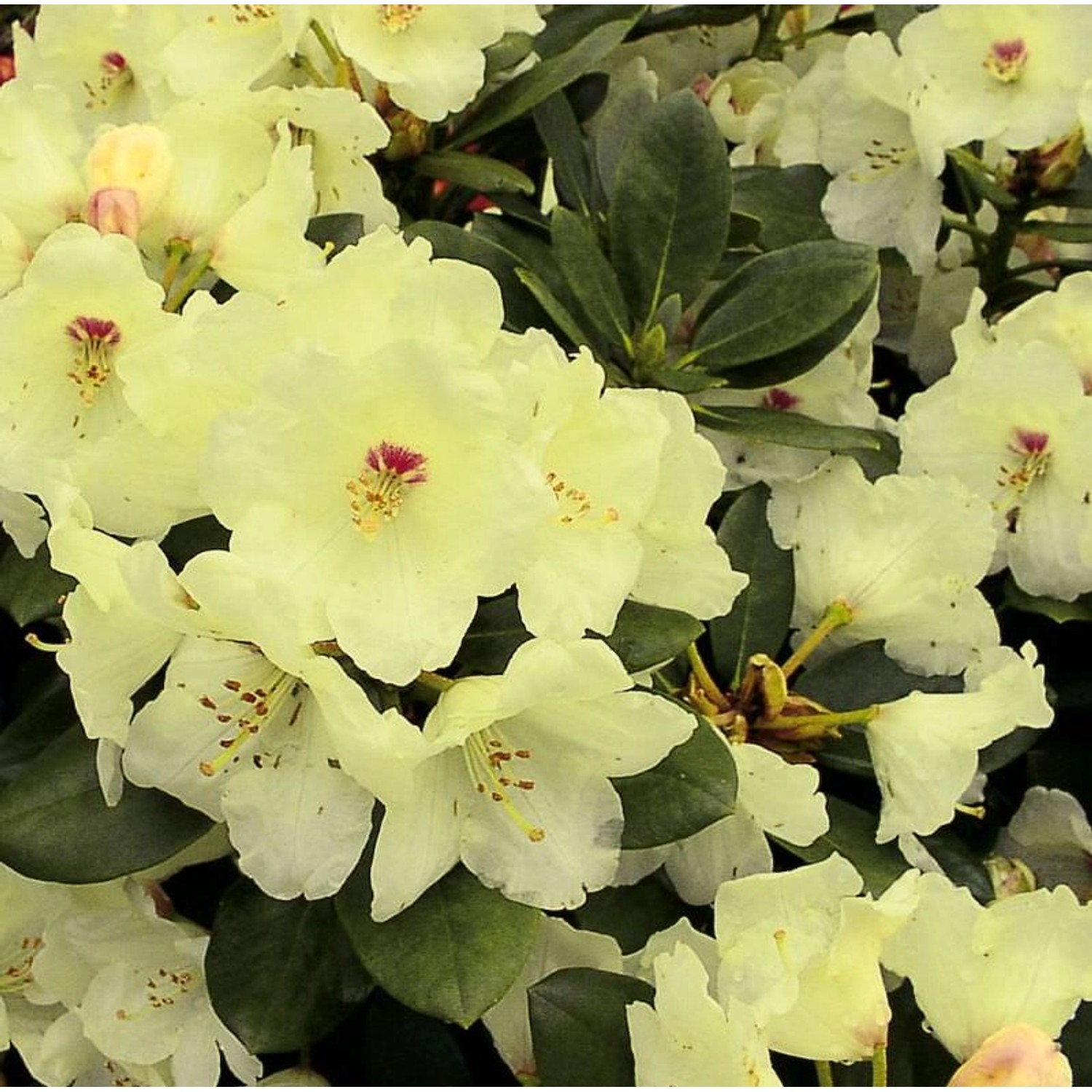 Hochstamm Rhododendron Flava 40-60cm - Alpenrose günstig online kaufen